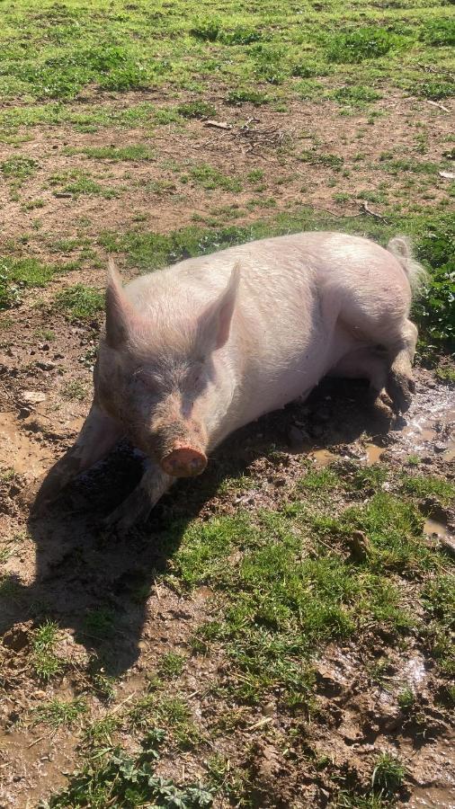 La Villa De I Casali Del Troscio Capalbio Kültér fotó